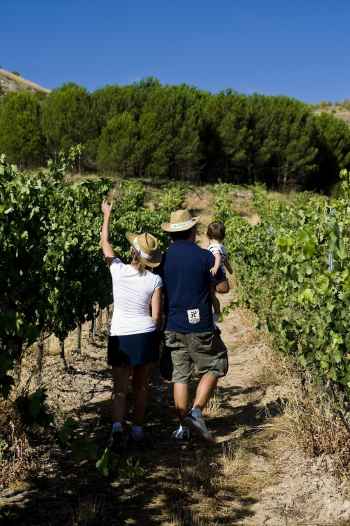 Un milln de euros para promocionar la ruta del vino Ribera del Duero 