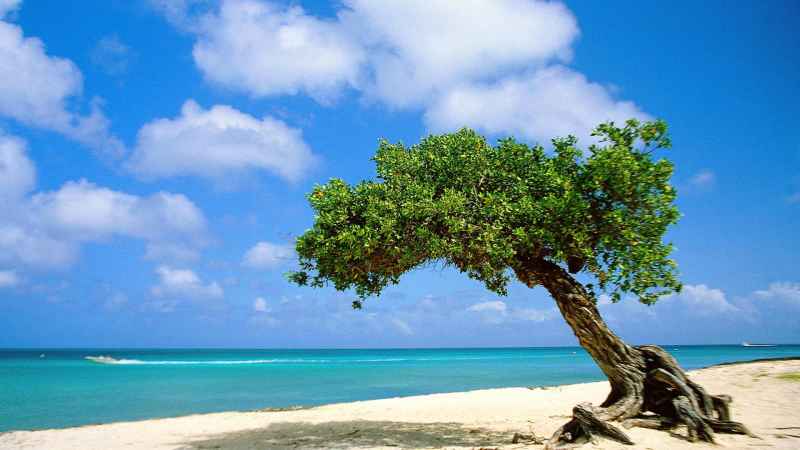 Enamorate con Aruba, el nuevo programa de la isla feliz