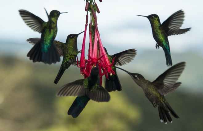 El Instituto Costarricense de Turismo lanza la Ruta Nacional de las Aves