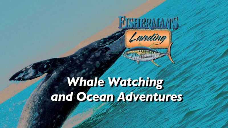 Destino Whale Whatching en la Bahía de San Diego 