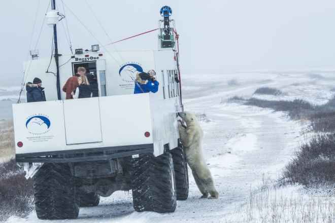 Google Maps alerta sobre el cambio climático y como afecta al oso polar
