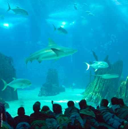 El Oceanrio de Lisboa, elegido el mejor acuario del mundo