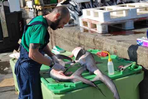 El Puerto de Vigo participa en la investigacin sobre la dieta de los tiburones