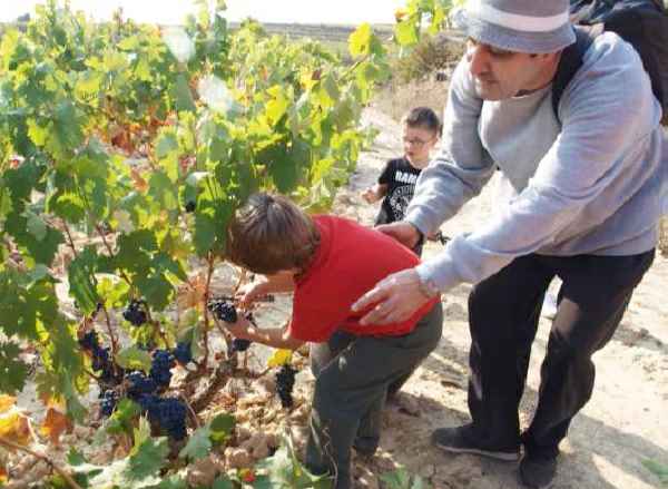 Rioja Alavesa invita a la recoleccin y elaboracin del vino