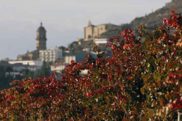 Ruta del Vino Rioja Alavesa promociona sus rutas del vino y aceite