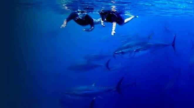 La Estacin Nutica Costa Daurada ofrece la exclusiva Tuna Tour