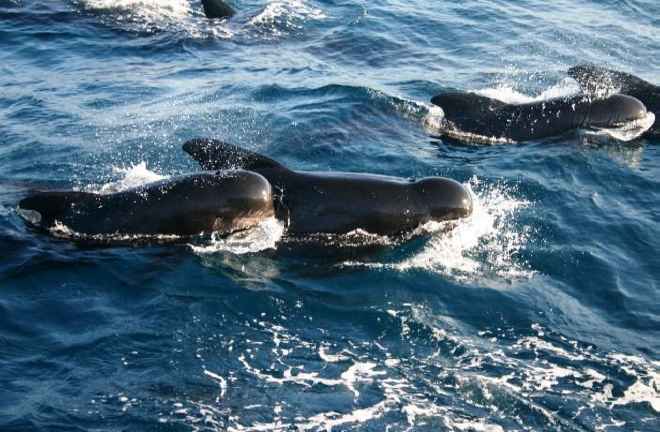 Whale Watch Tarifa 2014 : Un xito sin lmites