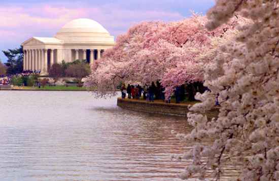 REPORTAJE Washington, de rosa en el centenario de la fiesta de los cerezos