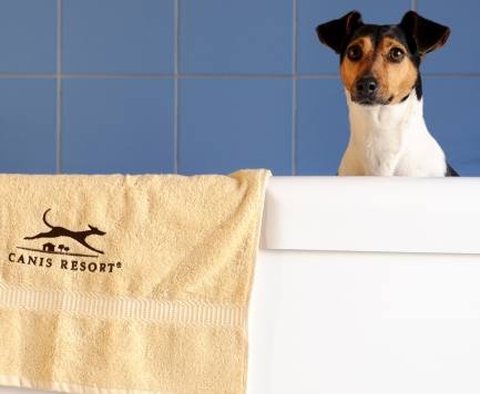 TripAdvisor desvela el Top 10 de hoteles para mascotas en EE.UU