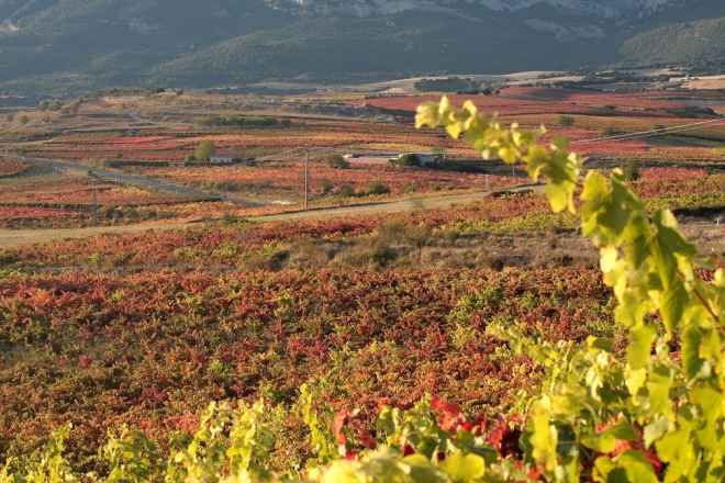La magia de la vendimia en pareja en la Rioja Alavesa