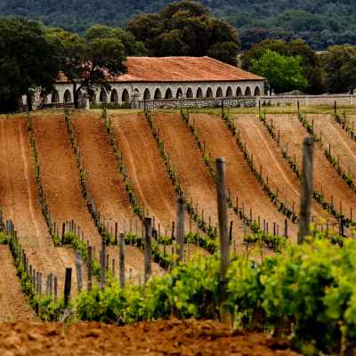 La Ruta del Vino Ribera del Duero es algo más que solo vino