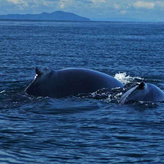 Guía de los  santuarios de ballenas en Panamá
